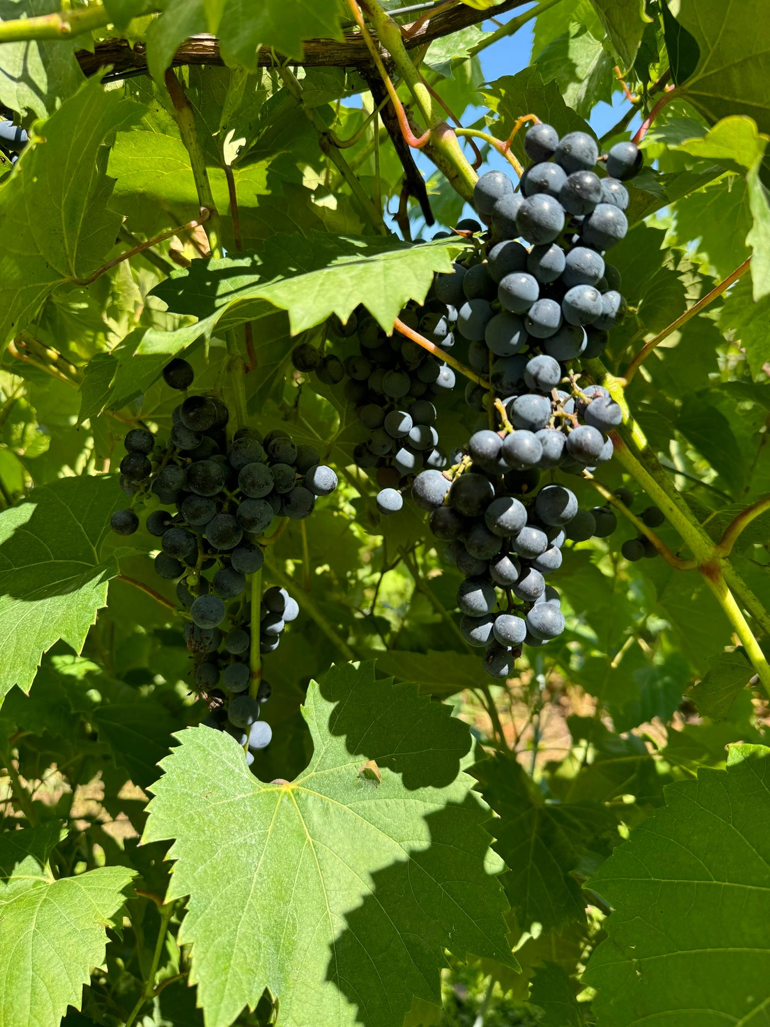 Ripening grapes hanging from a vine.